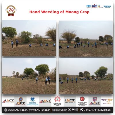 Hand weeding of Moong Crop