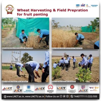 Wheat Harvesting & Field Prepration for fruit panting